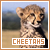  Cheetahs: 