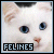  Felines: 