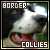  Dogs: Border Collies: 